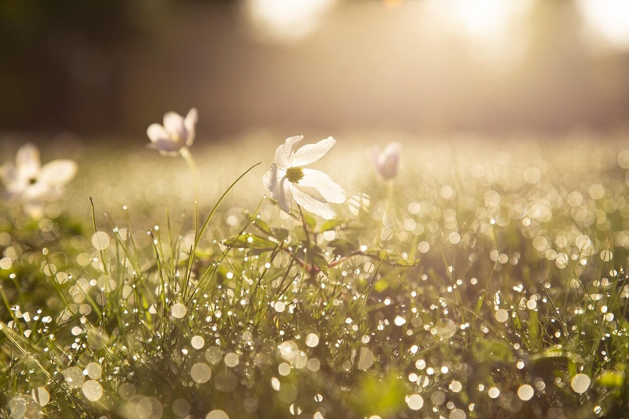 morning, wood anemones, dewdrops, raindrops, flower wallpaper, flowers, beautiful flowers, dawn, spring, spring flowers, garden, flower background, nature